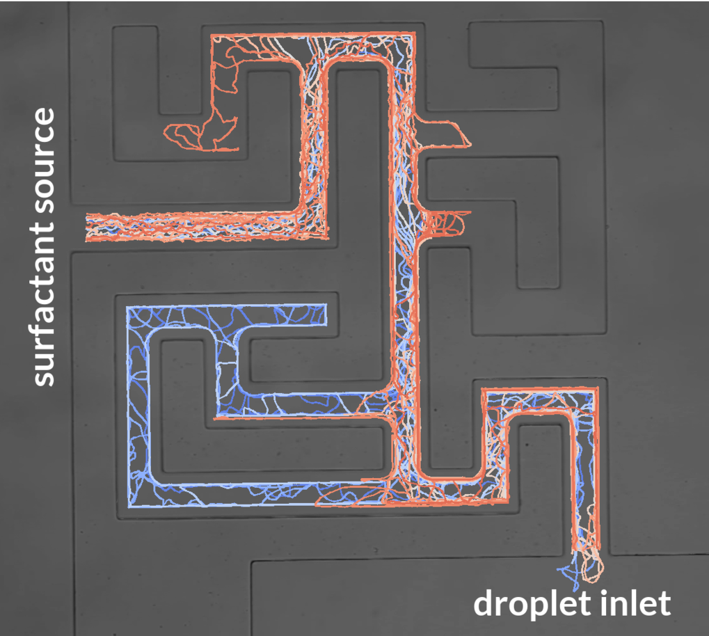 Maze solving swimmers led by surfactant gradients