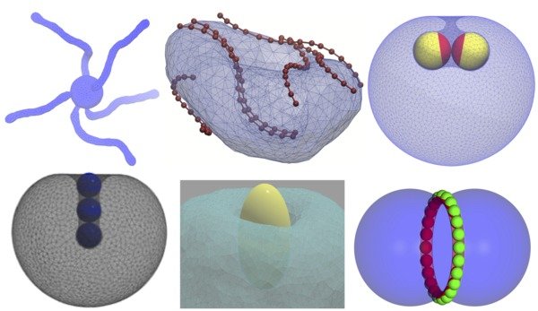 Membrane morphology and its dynamic remodelling are crucial to several cellular and biological processes. How viruses, nutrients, and drug containers gain entry into the cell and how proteins, the cytoskeleton, and trasprorters induce cellular processes and actively shape cellular organelles, is determined by membrane dynamic reorganization. We use theoretical analysis as well as Molecular Dynamics and Monte Carlo simulations of different coarse-grained membrane models to understand how membranes dynamically change their shapes, interacting with proteins and the cytoskeleton, and how they form their structures subject to material exchange by transporters and channels, and area growth by lipid synthesis and membrane fusion.