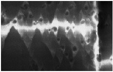 Spirals and Transform Fault with Shell Wax Callista 158