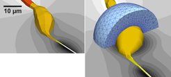 Die neue Software erlaubt einen genauen Blick auf ein Neuron und seine Umgebung für zwei verschiedene Szenarien. Links: In dieser Rechnung wurden ? wie in den meisten herkömmlichen Modellen – sämtliche Nachbarzellen des Neurons vernachlässigt. Rechts: Die betrachtete Zelle ist von einer weiteren umschlossen. In beiden Fällen ergeben völlig verschiedene Spannungen und elektrische Felder.