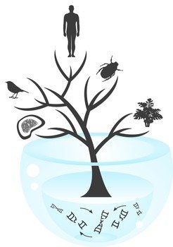 An der Wurzel des Lebensbaums: Die erste biologische Art, mit der die Darwinsche Evolution begann, entstand vermutlich aus einem Kollektiv gemischter Genome ohne definierte Arten.