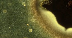 Bakteriensiedlung Biofilm: Shewanella oneidensis Bakterien (helle Punkte über dem dunklen Umfeld) besiedeln eine solide silberionenhaltige Oberfläche (rechts oben, schwarz). Der verdickte Biofilm an der Oberfläche sieht verschwommen aus, weil die bakteriell gebauten Strukturen das Licht brechen. Die bräunliche Färbung stammt vermutlich von den Silbernanopartikeln wegen ihrer optischen Eigenschaften in wässeriger Suspension.
