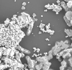 Rasterelektronenmikroskopische Aufnahme eines S. oneidensis Biofilms mit Silber-Nanopartikeln. Die Nanopartikel sind sowohl als krümelige Körner, die den Biofilm auf der linken Seite bedecken, als auch als dreieckige und sechseckige Scheiben zu sehen, die auf dem Substrat und innerhalb der Zellen verteilt sind.