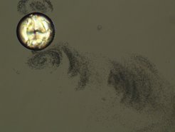 Fig 1: Micrograph (polarizers not completely crossed) of a MBBA drop floating in an aqueous C14TAB solution (c = 10 weight%), showing the spontaneous expulsion of tiny droplets into the aqueous phase.