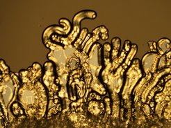Fig 2: Micrograph (polarizers not completely crossed) of the interface between 8CB and an aqueous C14TAB solution (c = 1 weight%), showing the growth of myelin-like structures into the aqueous phase.