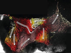 Flow map in the third ventricle of the mouse brain. Colored lines represent flows along the ventricle wall and the directions of main flows in some areas are highlighted with white arrows. The different color zones in the images show that cilia move in very different directions depending on where they are, the end result thereby resembling a "road network”.