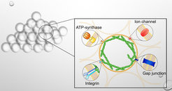 Schematischer Aufbau des künstlichen Schaums