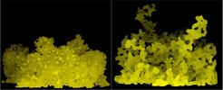 Räumliche Darstellungen mikrotomographischer Aufnahmen, wie Wasser (gelb) von unten in ölgefüllte Kugelpackungen eindringt. Links: Im Fall benetzender Basaltkugel bildet sich eine glatte Front. Rechts: Im Fall einer nicht benetzenden Glaskugelpackung bildet sich eine verzweigte Front. Die Bildbreite entspricht 8 mm.