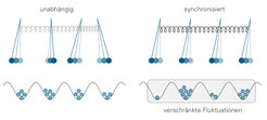 Links schwingen Pendel nicht synchronisiert, rechts haben sie sich von selbst zu einem synchronisierten Schwingen organisiert. Bei Quantensystemen kann eine solche klassische Synchronisation der „rauchende Colt“ für Verschränkung sein. Diese Vorhersage der deutsch-italienischen Kollaboration um Marc Timme und Dirk Witthaut lässt sich im Labor überprüfen.
