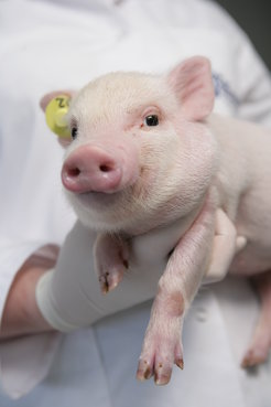 Das Göttinger Minipig