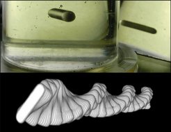 Oben: Bild des schwebenden Flohs in Rizinusöl. Unten: Eine 3D-Spirale, die durch die Kombination von experimentellen Bildern des Flohs über einen Zeitraum von 1 s beim Schweben entsteht. Sie zeigt die Dynamik des Schwebeverhaltens, die sich aus niederfrequentem Drehen und hochfrequentem Schwingen zusammensetzt.