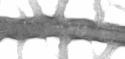 Physarum polycephalum, one of the model organisms of the Biological Physics and Morphogenesis Research Group, is known for its long-range flows generated by remarkably organized waves of contractions of its network-like structure.