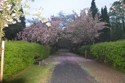 Blühende Bäume auf dem Göttinger Stadtfriedhof