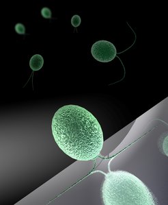 Green algae can switch their ability to adhere to surfaces on and off by means of light. In light, their two fine hairs, called flagella, stick to a surface, whereas in the dark, the algae swim through the water using a sort of breast-stroke movement.