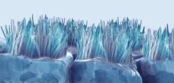 The synchronized organization of cilia arrays plays a crucial role in many biological processes (3D reconstruction)