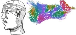 The third ventricle (speech balloon in the middle) was thought to accommodate the ability of the brain to think (from Reisch, Margarita Philosophica, 1503) (left). Thousands of cilia bundles cover the walls of ventricles and generate diverse flows whose direction is color-coded (right). E.g. green flows go down, blue ones to the right.