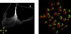 Nanoparticles applied to the ventricular wall (arrow) form micro-flows that fan out (left). Cilia form bundles; each ventricular wall cell carries one bundle. Cilia dock on basal bodies (red and green structures)that form a grid-like array that gets its geometry from polarity-conferring transmembrane proteins (right).