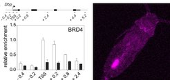 For the circadian clock to keep ticking, BRD4 andBMAL1 proteins must bind - in a 24-h-rhythm - near the transcription start site (TSS) of clock-controlled genes such as Dbp (left). To track circadian clock-controlled locomotion as is occurring in DVM - over days - this Arcatia tonsa copepode was fed with fluorescent algae that form a trackable, fluorescent dot in the intestine (right).