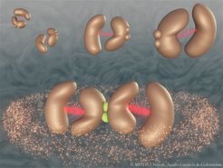 Wenn zwei Enzyme mechanisch aneinander gekoppelt sind, können sie sich synchronisieren und ihre katalytische Aktivität erheblich steigern. In dieser künstlerischen Darstellung besteht jedes Enzym aus zwei Untereinheiten, die durch einen flexiblen Linker (rot) miteinander verbunden sind, und zwei Enzyme können sich aneinander anlagern (grün), um einen mechanisch gekoppelten Komplex zu bilden
