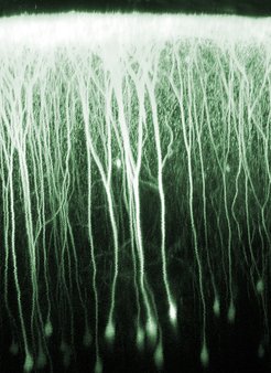 Neurons in primary visual cortex of the mouse.