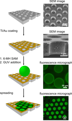 Individual steps to prepare pore-spanning membranes (PSMs) on a Si/Si3N4 substrate by spreading a giant unilamellar vesicle (GUV) on a 6-mercaptohexanol (6-MH) selfassembled monolayer (SAM).