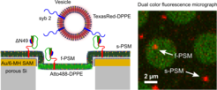 Setup to measure single vesicle fusion events (left) by means of fluorescence microscopy with high time resolution in freestanding PSMs (f-PSMs) and supported PSMs (s-PSMs) (right). The image is taken from Kuhlmann, Junius, Diederichsen, Steinem. Biophys. J. 112, 2348-2356 (2017).
