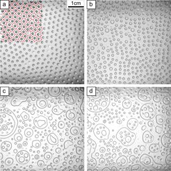 Figure 3:
Snapshots of Leidenfrost drops under different conditions. (a) Tt = 32.00°C, Tb = 40.00°C, P= 28.4 bar (φ=0.88). (b) Tt = 36.00°C, Tb = 40.00°C, P= 31.17 bar (φ=0.72). (c) Tt = 36.00°C, Tb = 40.00°C, P= 31.45 bar (φ=0.62). (d) Tt = 36.00°C, Tb = 40.00°C, P= 31.72 bar (φ=0.52). The red pattern overlayed on parts of the image in (a) mark the Voronoi lattice calculated for a quantitative analysis of the ordered pattern.