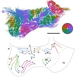 Figure 1.1. Flow map measured with particle tracking and scheme of the flow modules near the v3V wall.