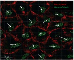 Figure 1.2. Ependymal cells immunostained for beta catenin and gamma tubulin. From image analysis, cell polarity (white arrows) can be accessed.
