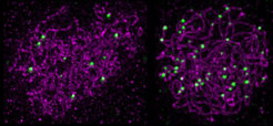 Joint strategy results in massive increase in genetic recombination. Crossovers, marked by green dots on the purple chromosomes, are massively increased upon overexpression of HEI10 and mutation of ZYP1 (cell on right) compared to a normal cell (left).