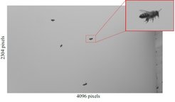 Example image of honeybees using our high-resolution cameras demonstrating our ability to finely resolve honeybee features.
