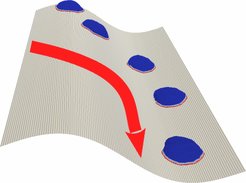 Die Krümmung der Oberfläche bestimmt das Migrationsverhalten von Zellen. Dieses als "Curvotaxis" bezeichnete Phänomen führte zu einem universellen Modell für biologische Systeme.