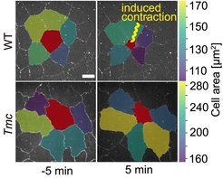 Experimenteller Test mit optisch ausgelöster Kontraktion einer Zelle (rot) in embryonalem Gewebe mit Tmc-Kraft-Sensoren (oben, „WT“ für Wildtyp) und ohne Tmc-Kraft-Sensoren (unten, „Tmc“ für Mutanten). Die Zellen sind entsprechend ihrer Fläche fünf Minuten vor (linke Spalte) und fünf Minuten nach (rechte Spalte) der Kontraktion eingefärbt. Ergebnis: Mit Tmc-Kraft-Sensoren kontrahieren die umliegenden Zellen stärker als ohne. Skalenbalken: 0,001 Millimeter